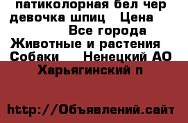 патиколорная бел/чер девочка шпиц › Цена ­ 15 000 - Все города Животные и растения » Собаки   . Ненецкий АО,Харьягинский п.